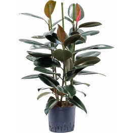 Ficus elastica abidjan 3pp 22/19 v.110 cm