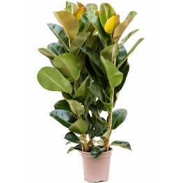 Fikus - Ficus elastica "Robusta" 24x130 cm