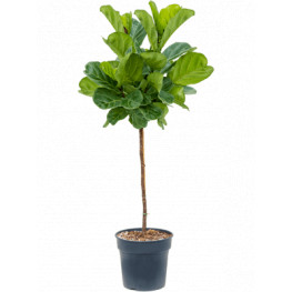Ficus lyrata stem Pots. 30x145 cm