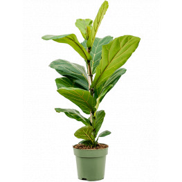 Ficus lyrata 1pp 17x60 cm