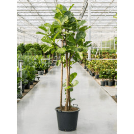 Fikus - Ficus lyrata Multi stem 50x300 cm