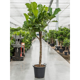 Ficus lyrata stem 38x200 cm