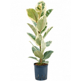 Ficus Elastica Tineke 1pp 18/19 výška 70 cm