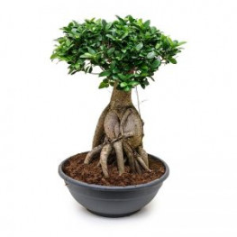 Ficus microcarpa ginseng  50/90cm