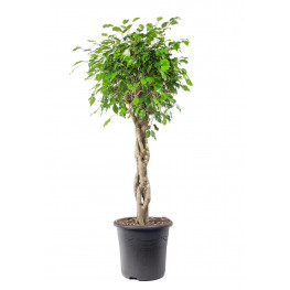 Ficus benjamina spiral 24x120 cm