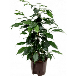 Ficus benjamin Danielle Tuft 13/12 výška 40 cm