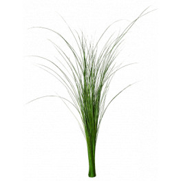 Stabilizovaná rastlina Gynerium grass bush 85 cm