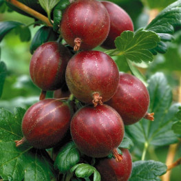 Egreš Ribes uva-crispa červený HINNONMAKI ROT