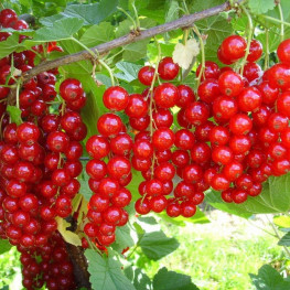 Ríbezľa Ribes rubrum červená JONKHEER VAN TETS