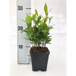 Laurus nobilis bobkový list 9x30 cm