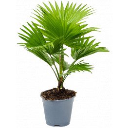Livistonia rotundifolia 14x50 cm