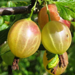 Egreš Ribes uva-crispa zelený MARTENS