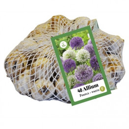 Okrasný cesnak fialové/biele kvetinové cibuľky Allium Nelton mix (sieťka 40 ks)