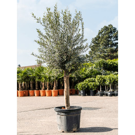 Olivovník Olea europaea Stem 45x180 cm