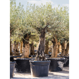 Olivovník Olea europaea Stem 60x210 cm