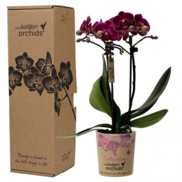 Orchidea Phalaenopsis multi kolibri purpurová v darčekovom balení 9x40 cm