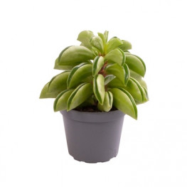 Peperomia Fire Sparks 6x10 cm