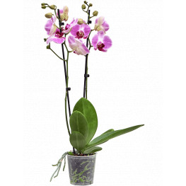 Phalaenopsis (Orchidea) Ping Pong pink 12x75 cm