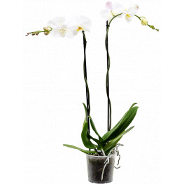 Phalaenopsis orchidea biela 14x90 cm