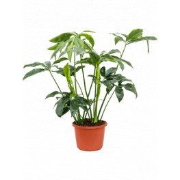 Philodendron Green Wonder 32x140 cm