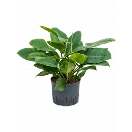 Philodendron imperial green 25/19 v.60 cm
