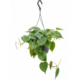 Philodendron scandens 17x40 cm