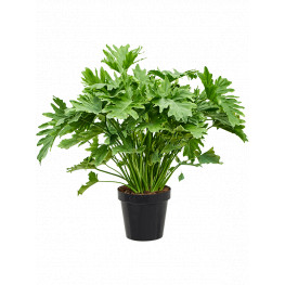 Philodendron bipinnatifidum ´Shangri-La´ 20x40 cm