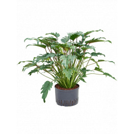 Philodendron xanadu 28/19 v. 75 cm