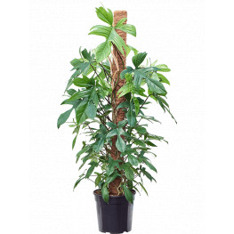 Philodendron 'Florida Beauty' On moss-pole 150 cm 30x140 cm