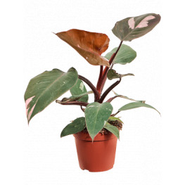 Philodendron pink princess 12x40 cm