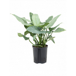 Philodendron Silver Queen 18/19 v.50 cm