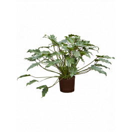 Philodendron xanadu 22/19 v. 75 cm