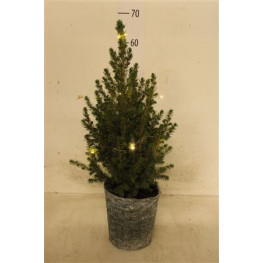 Picea glauca conica s LED svetielkami 19x60 cm