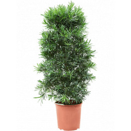 Podocarpus macrophyllus bush 30x140 cm