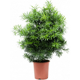 Podocarpus macrophyllus bush 30x110 cm