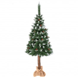 Vianočný stromček borovica strieborná so šiškami na kmeni 120 cm