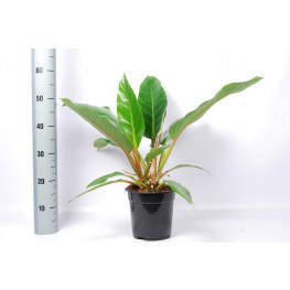 Philodendron Fatboy Yellow 19x55 cm