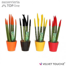 Sansevieria cylindrica Velvet (farebne konce) mix 7x18 cm