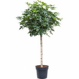 Schefflera arboricola "Compacta" Stem 34x175 cm