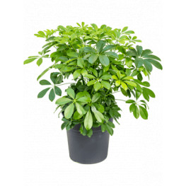 Schefflera arboricola "Compacta" Bush 27x65 cm
