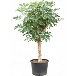 Schefflera arboricola compacta 35/28 výška 150 cm