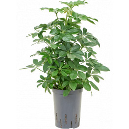 Schefflera arboricola "Compacta" Bush 15/19 výška 45 cm