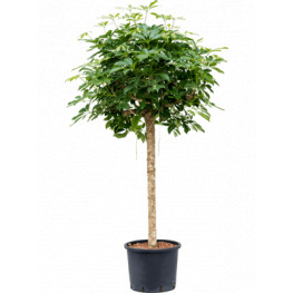 Schefflera arboricola compacta stem 28/24 výška 150 cm