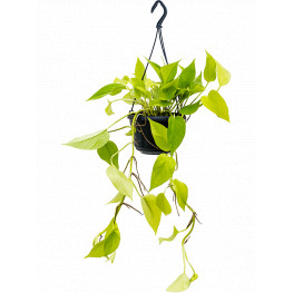 Scindapsus (Epipremnum) Golden pothos hanger pots 15x40 cm