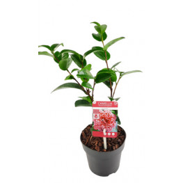 Camellia japonica Volunteer13x25 cm