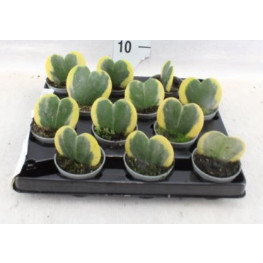 Hoya kerrii variegated 6x15 cm