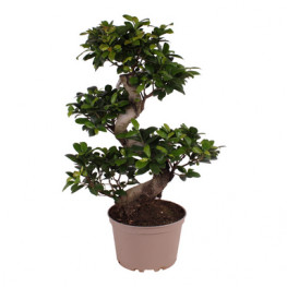 Ficus microcarpa Ginseng S type 22x70 cm