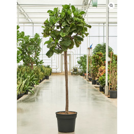 Ficus Lyrata stem 38x200 cm