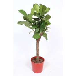 Ficus lyrata stem 34x160 cm