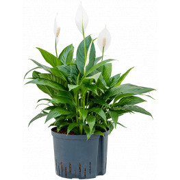 Spathiphyllum gokyo - Pots.25/19cm výška 70 cm